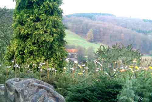 Ballenb�ume mit Wurzeln
