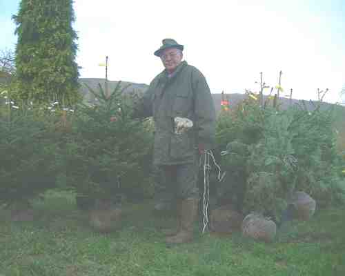 Tannen f�r den Garten